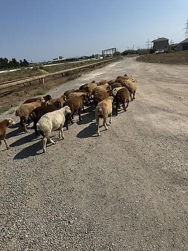 etlik: Salam aleyküm kom 235 tek tek 220 den 260 m kimi deyişi 30 quzdu 3 — 8