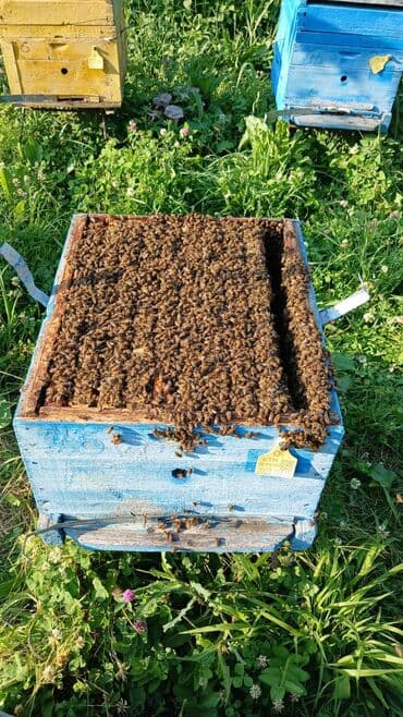 eşşək qiyməti: 🐝🐝🐝🐝🐝🐝🐝 Arı ailəsi: 8-10 ramkada 2 mərtəbə 15 ramka yeşiklər hər bir — 1