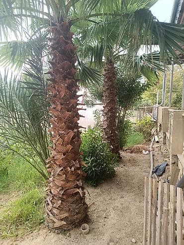 ucuz gul buketleri: Dekorativ palma ağacları – iri ölçülü, fan formalı yarpaqlı növ — 3