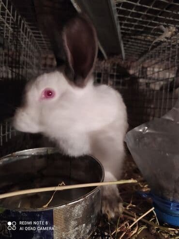 xacmaz heyvan bazari: Kalfor dovwanlar damazlig 🇦🇿 isdeyen olsa whatcapa yazsin — 4