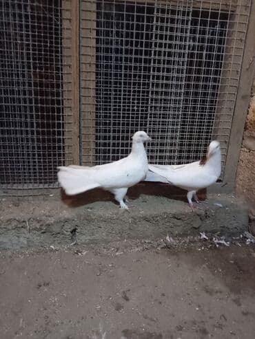 Salam ənni quyrug göyərçin iki tük sarı quyrug və boynu güllü