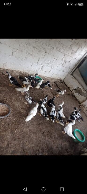 zumrud ordək: Lal ördək balaları 4aylıq hamsını alana 11manatdan — 2