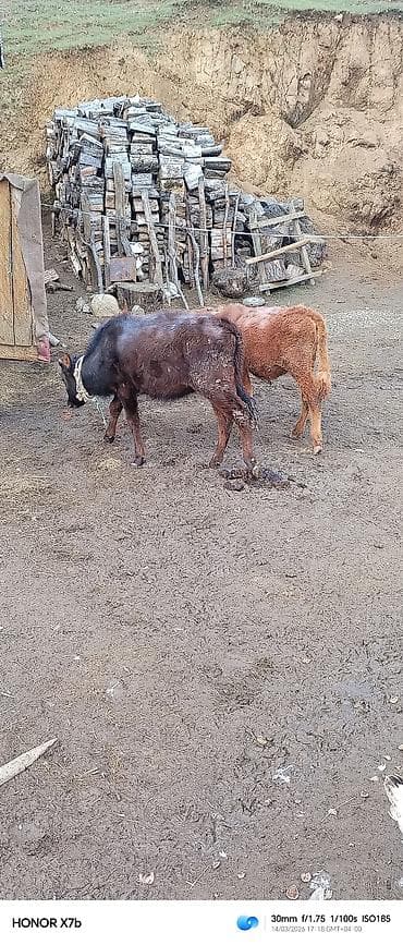 broyler toyuqları satisi: Məhsul: Buzağılar (2 ədəd) Təsvir: - Şəkillərdə iki baş sağlam, yerli — 2