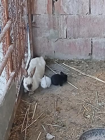 Salam dovşanlar satılır Ünvan Kürdəxanı Özləri sərbəst qidalanır Tam