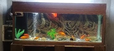 Akvarium. 150 sm uzunu. 40 sm eni. 60 sm hündüru. 10 mm şüşədən