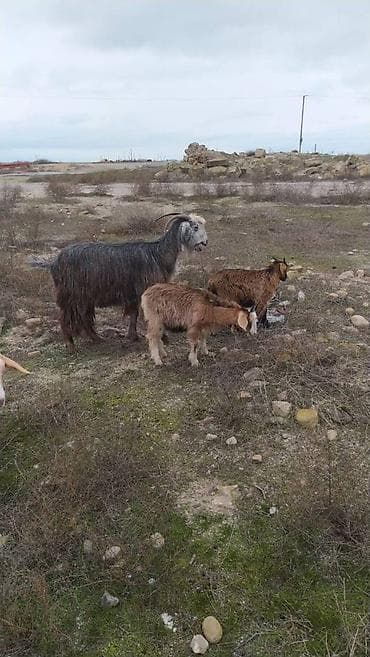 Собаки: Heyvan coxdur — 1