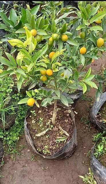 çiyələk şitilləri: Mandalin/Kumquat tipli sitrus fidanı (torflu kisədə) - Növlü, meyvəli — 1