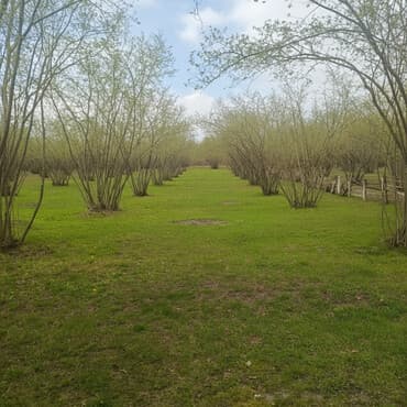70 sot, Kənd təsərrüfatı, Mülkiyyətçi, Kupça (Çıxarış)