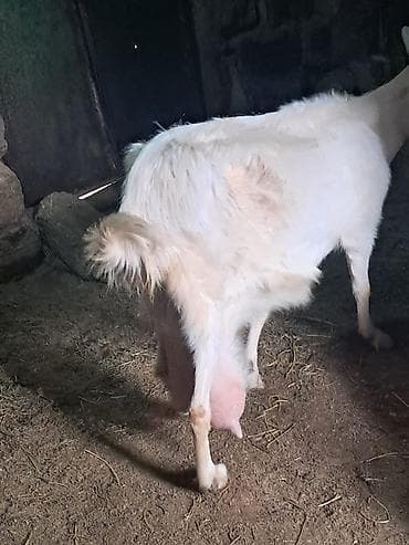 Mal-qara: Salam. 3 ayliq erkek Saanen rus keci balalari satilir. Saglam — 7