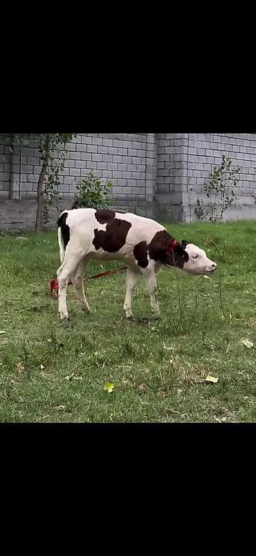 it yuvası satilir: Salam aleykum damazlıq isteyenler elaqe saxlasin 3 ayliq cins dana — 3