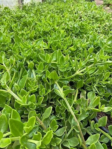 gül növləri: Petuniya dekorativ gül şitilləri – müxtəlif rənglər və sortlar - — 9