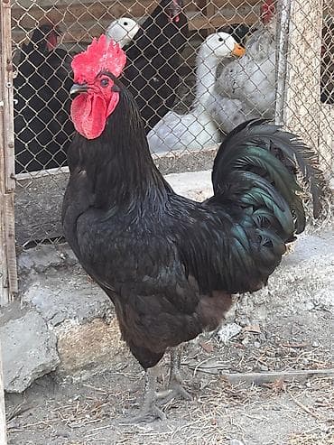 qara mal: Xoruz, il: 1, Ünvandan götürmə — 2