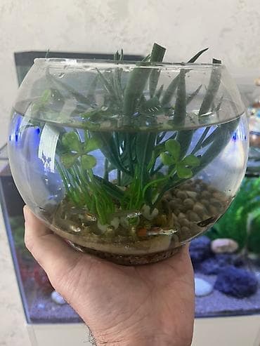 balix: Yumru akvarium, Balıqlarla birlikdə, 3 l — 1