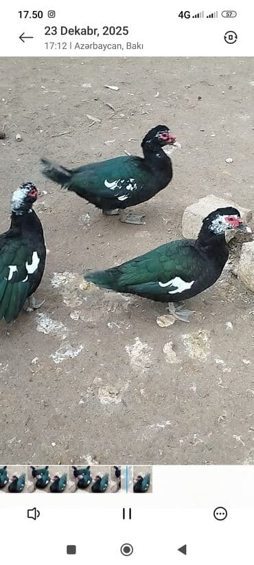 sican tələsi: Muscovy ördəkləri (indoutka) – qara-yaşıl parıltılı lələk quruluşu, ağ — 1