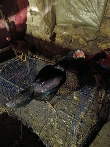 toyuq cücə satışı: Xoruz, il: 1, Ödənişli çatdırılma — 4