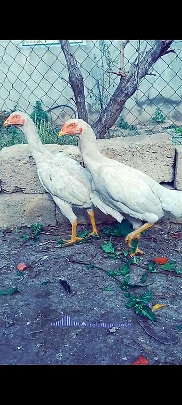 qax heyvan bazar: Toyuq, Damazlıq — 1