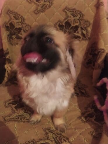 Pekines, 6 ay, Erkek, Peyvəndli, Ünvandan götürmə