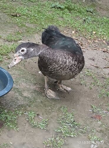 it dami satilir: Zümrüdü lal ördək,biri ərkey biri dişidi.4 ayliqdi.Ev heyvaniditam — 6