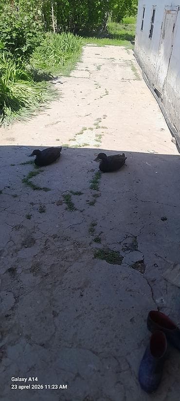 Erkək, Damazlıq