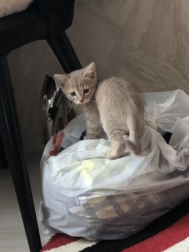 вислоухий кот цена: Şotland balaları satılır ikiside erkeydi 2aylıgdı qum terbiyeleri varr — 2