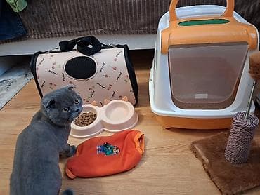 pişik: Şotland yastı qulaq — 2