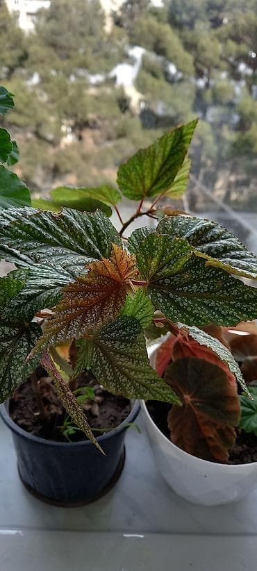 ev bitkisi: Satılır: otaq gülləri kolleksiyası - Sardunya (Pelargonium) – bir — 7