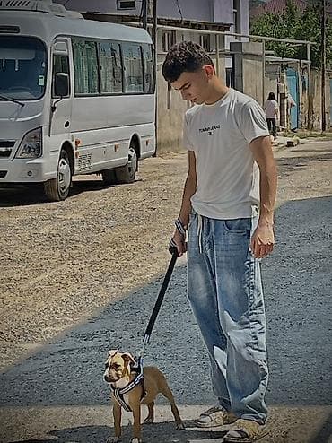 pitbull balaları: Pitbul, 2 ay, Erkek, Ödənişli çatdırılma — 1
