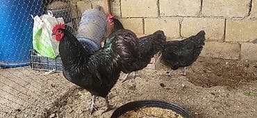 Toyuq, Australorp, Yumurtalıq, Ünvandan götürmə lalafo.az -da Toyuq, Australorp, Yumurtalıq, Ünvandan götürmə