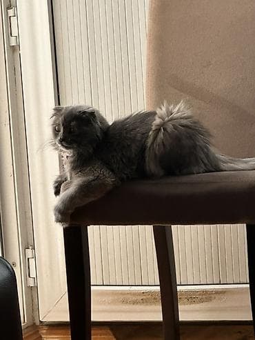 pişik cüt: Şotland yastı qulaq, Dişi, Cütləşmə üçün, Ünvandan götürmə, Ödənişli çatdırılma — 3