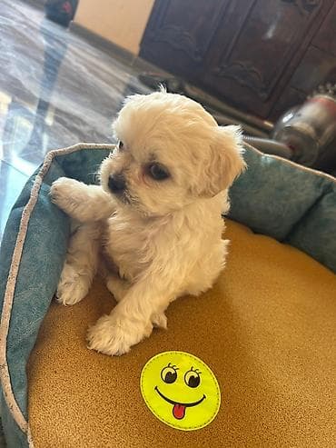 Pudel, 1 ay, Erkek — 1
