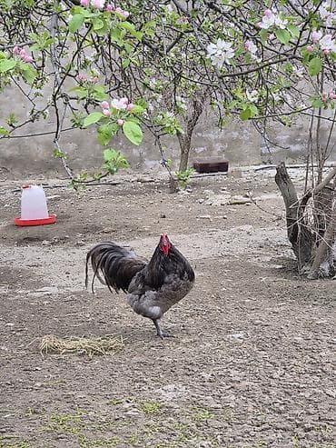 meşe xoruzu: Salam Aleykum 1 yaşi var .Ciddi şexsler narahat etsin — 3