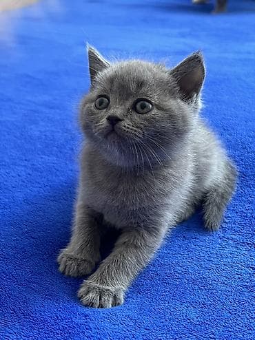 dişi pişik: Britan, Erkək, Dişi, Yaxşı əllərə, Ünvandan götürmə — 2