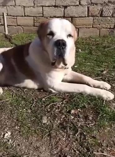 it sahiblənmək: Alabay, 1 il, Erkek, Peyvəndli, Ünvandan götürmə — 1