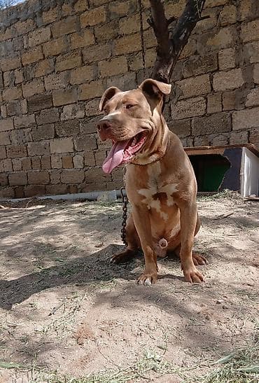 avçarka satışı: Pitbul, Erkek — 3