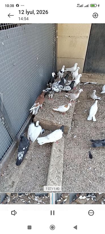 ağ baliq: Biri 10-50₼ arası satılır. Kürdə razılaşmaq olar. Ev göyərçinləri — 2