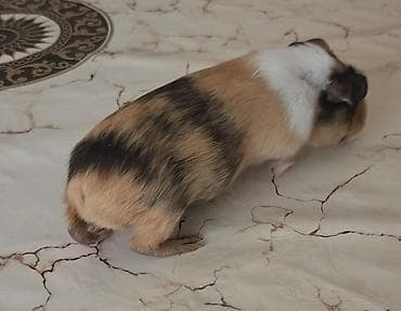 Pişiklər: Ev heyvanı – dəniz donuzu (guinea pig) - Növ: dəniz donuzu, qısa — 3