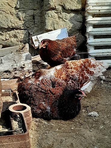 kənd toyuqlari: Toyuq, Damazlıq — 3