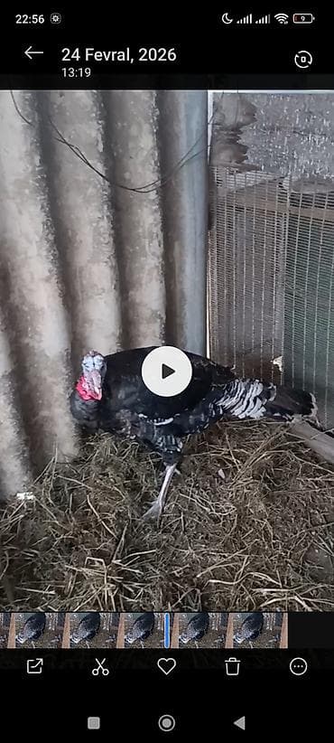 disi it adlari: Erkək, Amerika, Damazlıq — 2