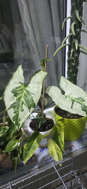 begonvil gulu: Ev gulleri satiram.Unvan kohne gunesli.Catdirilma metro — 5