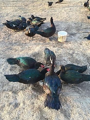 etlik: Erkək, | Lal ördək, Ətlik — 4