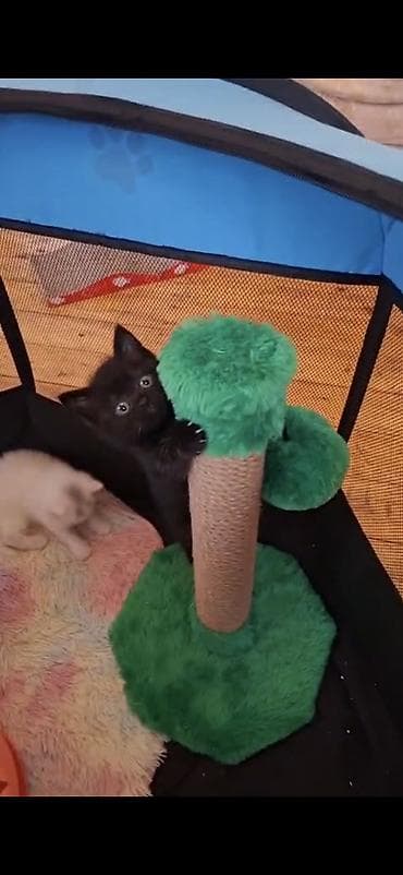 menks pisikleri: Britan, Dişi — 4