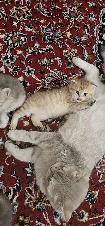 goyərcin evi: Britan, Dişi, Yaxşı əllərə, Ünvandan götürmə, Ödənişli çatdırılma — 5