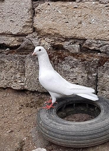 tap az goyercinler: Tutulma erkey — 3