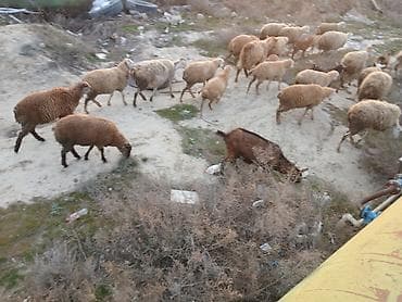 Digər heyvanlar: 11 dene qoyundur.2 si ayrica qiymet qalan 9 unun 1 denesi 400 manatdan — 1