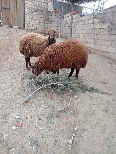 Heyvanlar üçün mallar: Erkək, Qala, il: 1, 57 kq, Damazlıq, Ünvandan götürmə — 1