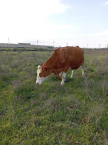 inəy quba: Ana bala satilir 10 südü var 3 ayliqdi balasi süni mayalamadi — 2