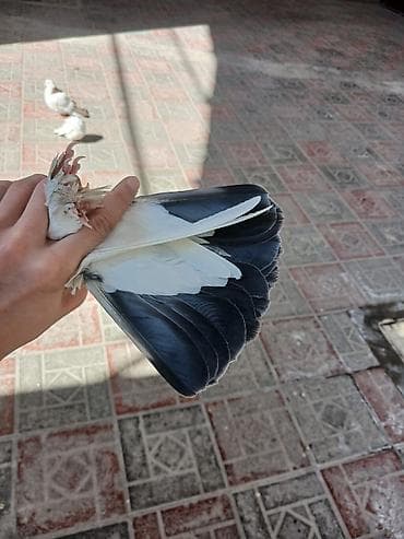 papuqay quş: Hamsi satilir oz damazdiq heyvanlarimdi bezi prablelere gore satiram — 10