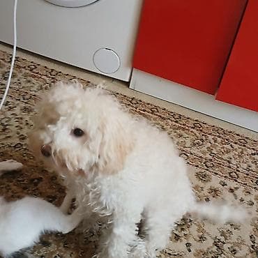 карликовый пудель цена: Пудель — 3