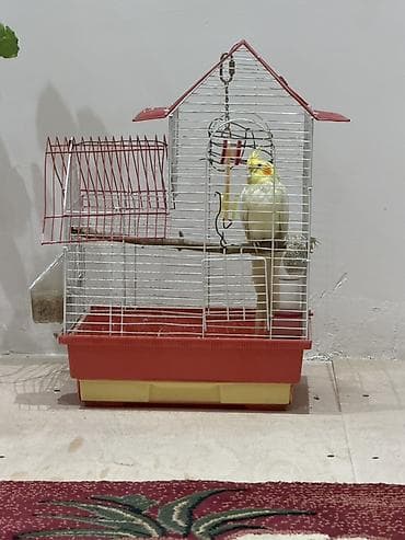 dovsan satisi: Nymph (kokatiel) papağı və qəfəs dəsti - Qəfəs: ağ metal barmaqlı — 2