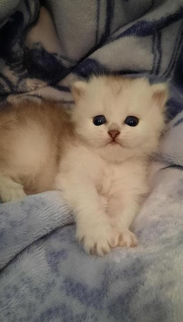 pişik oyuncaq: Şotland — 6